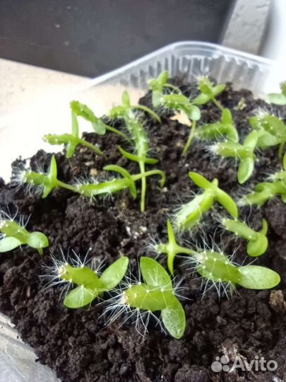 Саженцы белой питахайи