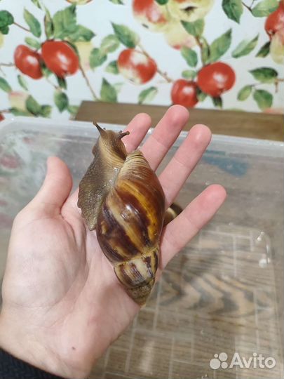 Улитки ахатины большие