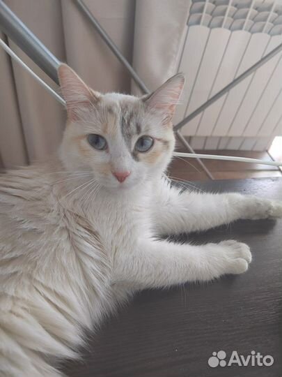 Отдам бесплатно