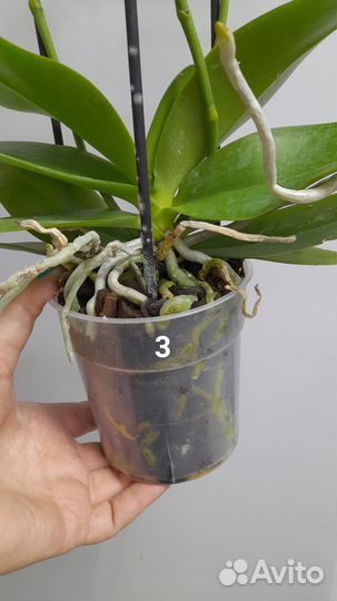 Орхидея фаленопсис бабочка