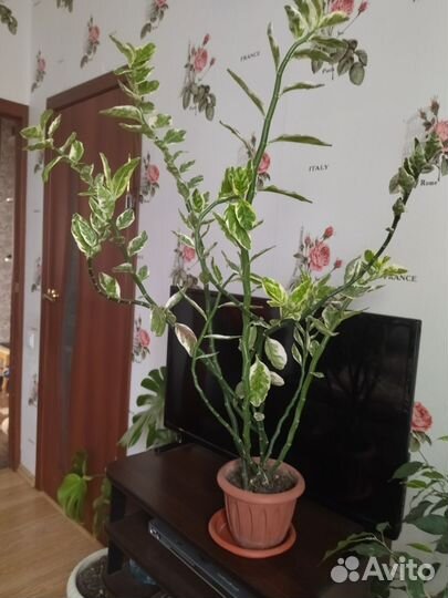 Педилантус