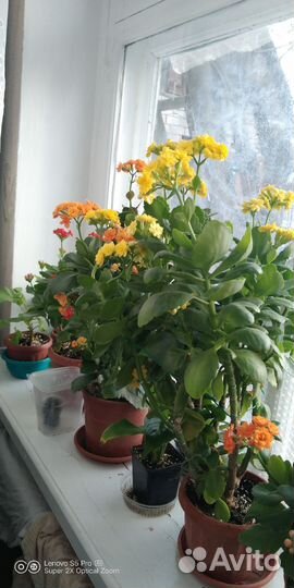 Фиалки и другие растения