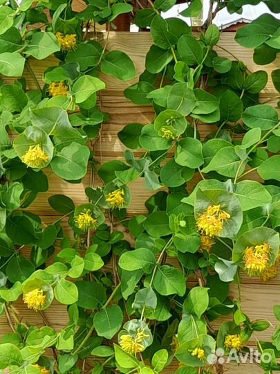 Жимолость декоративная Каприфоль