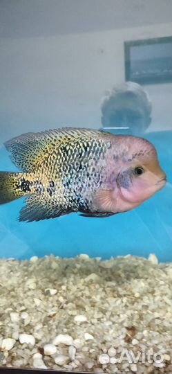 Рыбка Фловер хорн