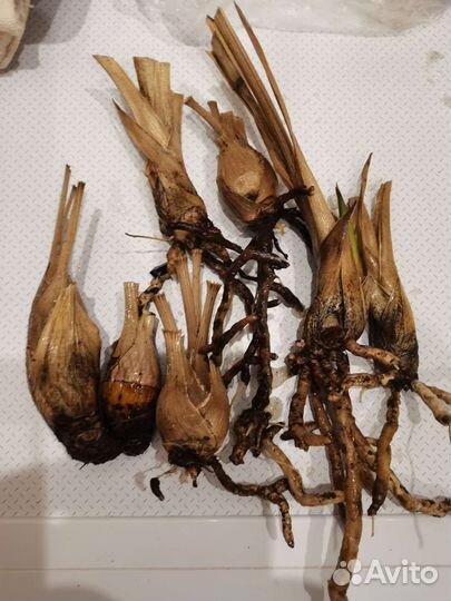 Орхидея цимбидиум