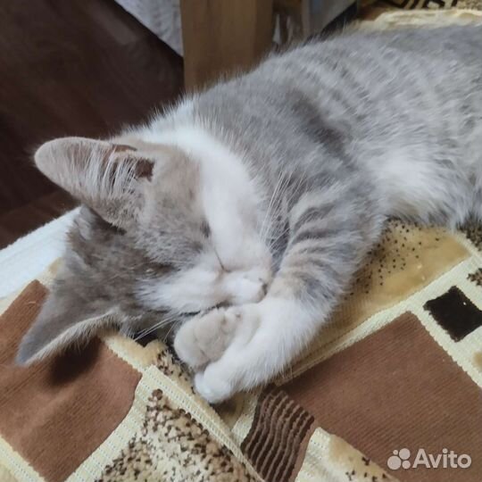 Котята ищут новый дом