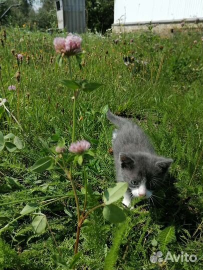 Котенок Джуси