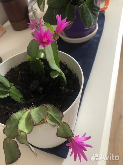 Рипсалидопсис