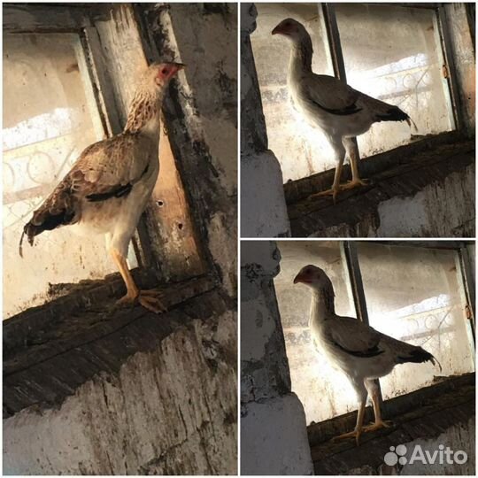 Бойцовые куры