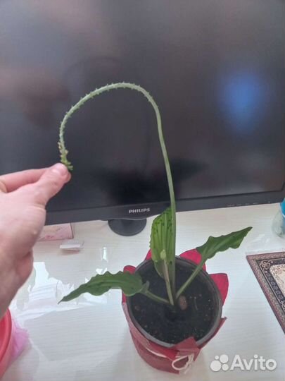 Дримиопсис