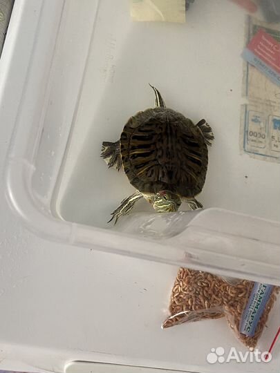 Красноухая черепаха