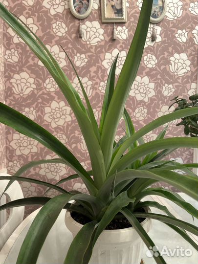 Ананас растение