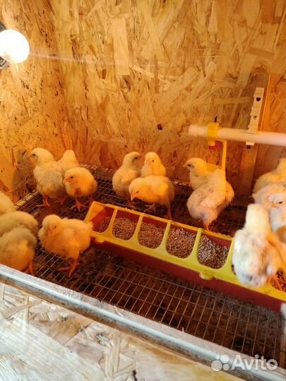 Цыплята бройлера в наличии