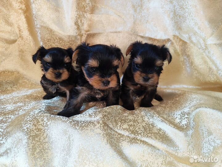 Йоркширский терьер щенки
