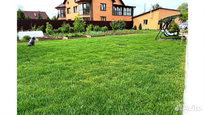 Газон посевной