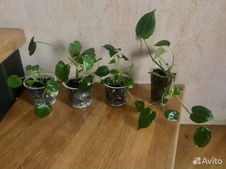 Растение для темных мест в глубине комнаты