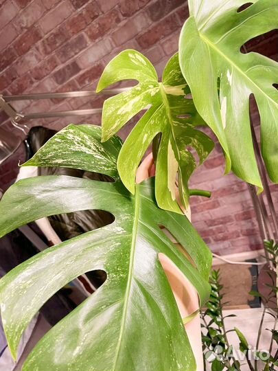 Монстера вариегатная Альба