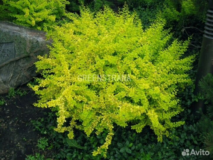 Барбарис Тунберга Golden Nugget