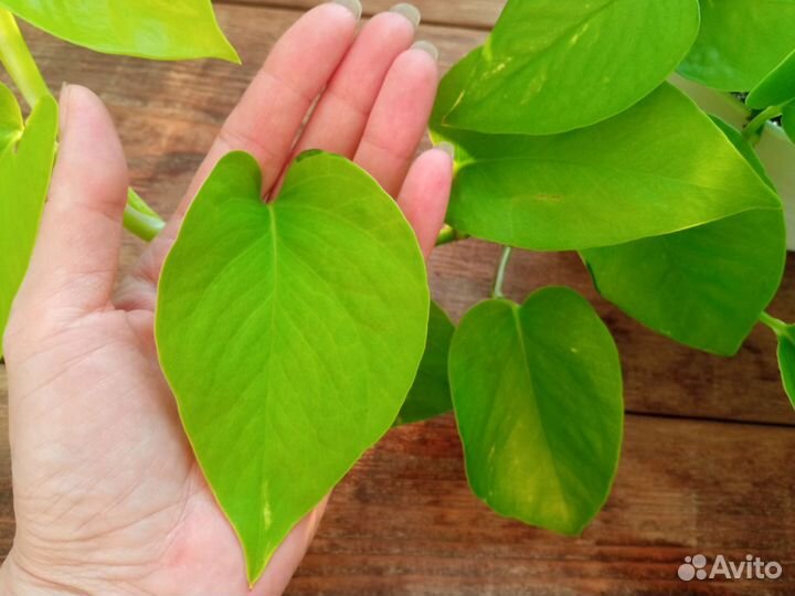 Сциндапсус эпипремнум