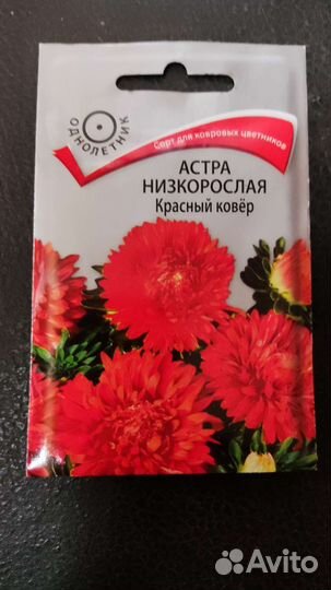 Рассада астры