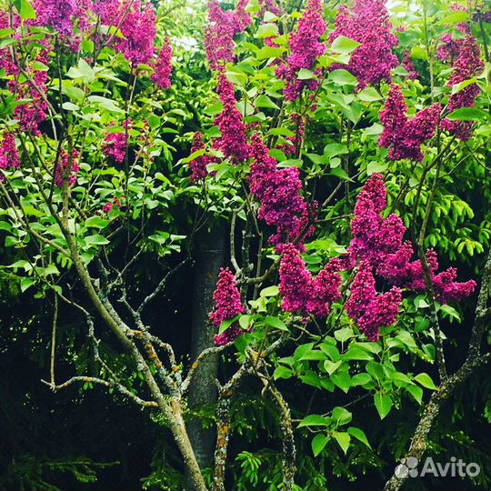 Сирень Памяти Людвига Шпета