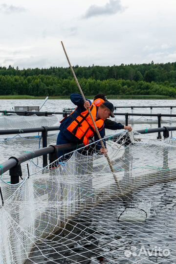 Форель псг/нпс 