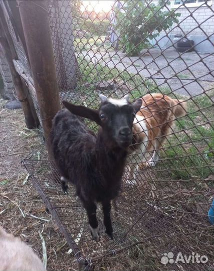 Козы и козлята продажа