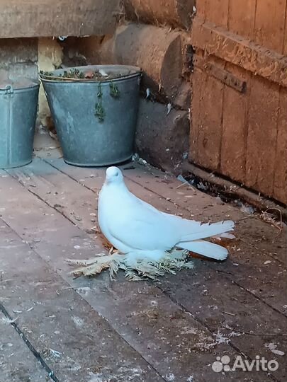 Продажа голубей