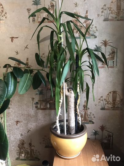 Пальма юкка