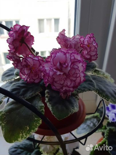 Фиалки.Мини и стандарт