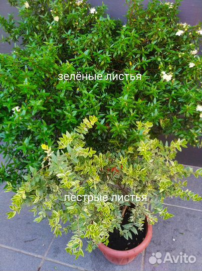 Мирт комнат. Зелёный и пестр. Розмарин
