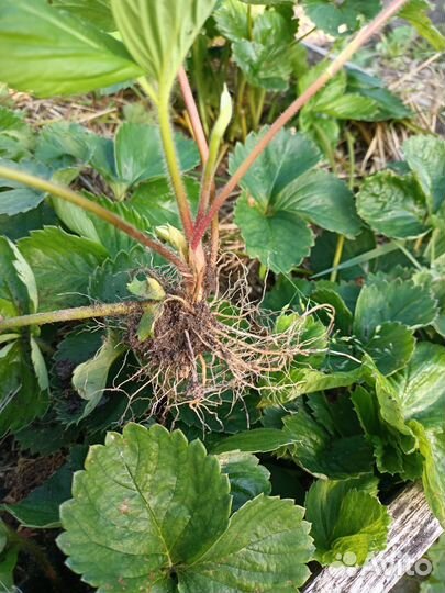 Рассада клубники