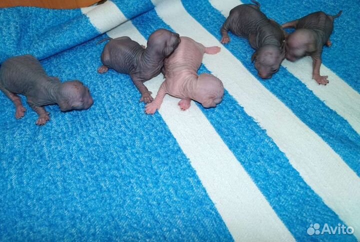 Канадский сфинкс