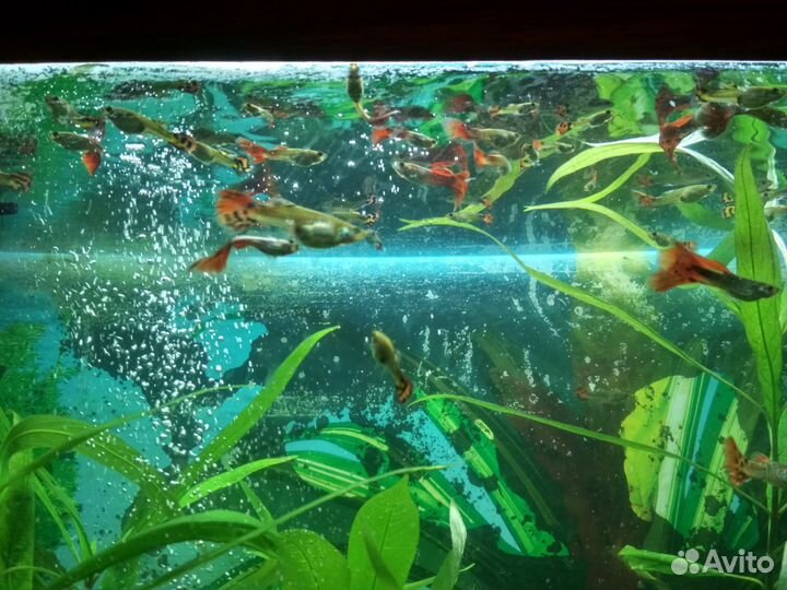 Аквариумные рыбки
