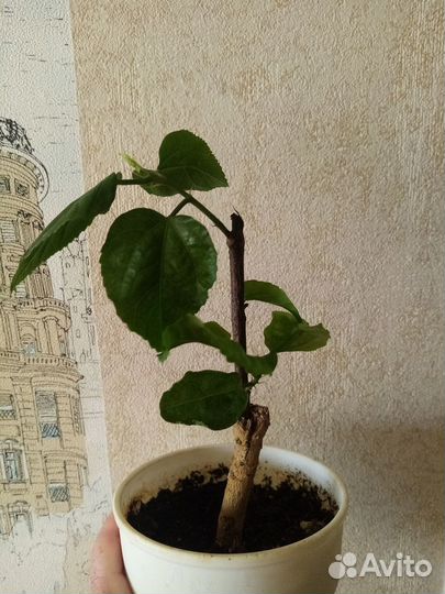 Сортовые флоридские гибискусы