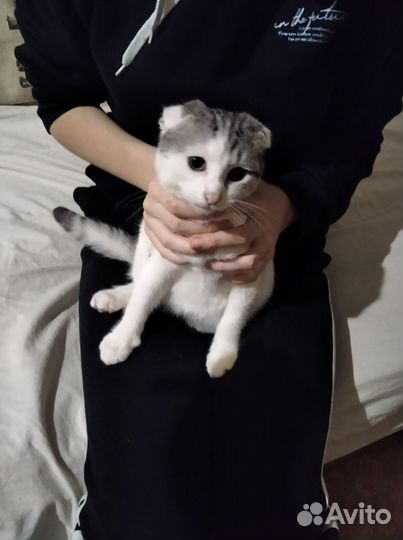 Шотландская вислоухая кошка и котята