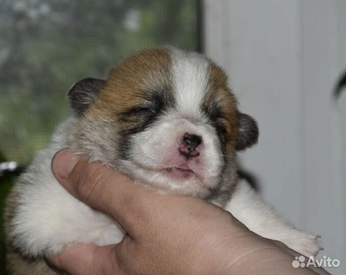 Вельш корги пемброк щенки