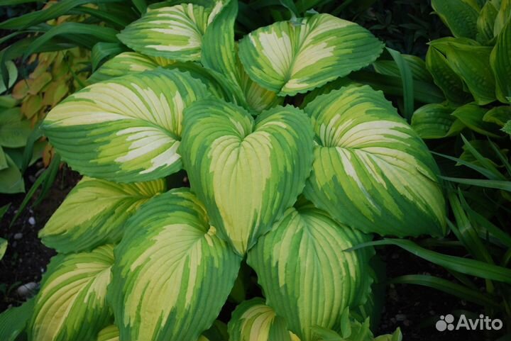 Хоста растение