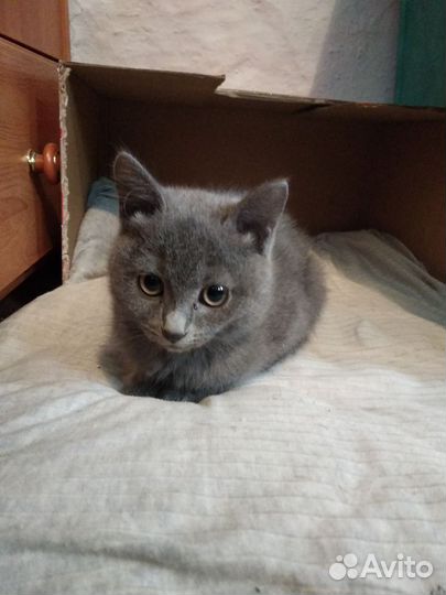 Котенок девочка в добрые руки бесплатно
