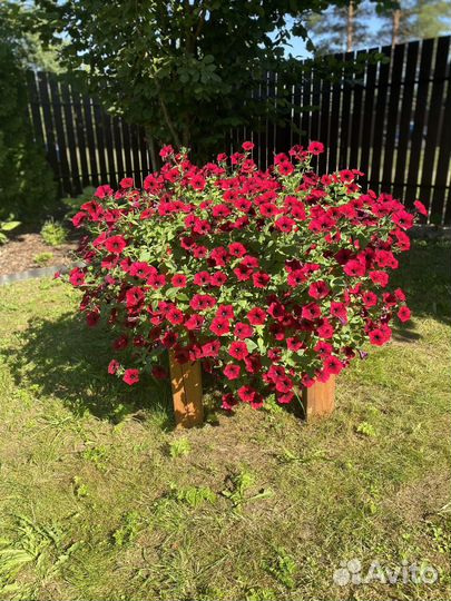 Черенки вегетативных цветов