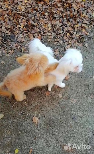 Мальтипу Микро ти-кап тэдди