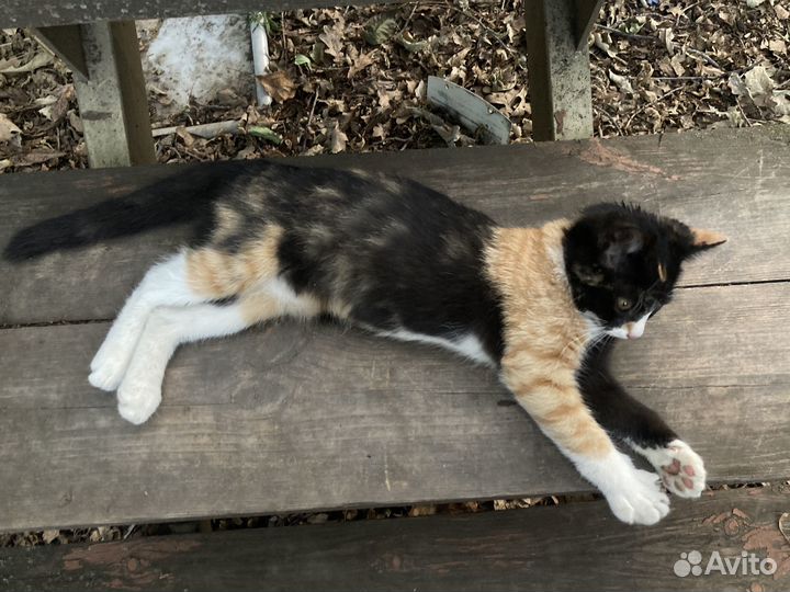 Котенок в добрые руки (девочка)