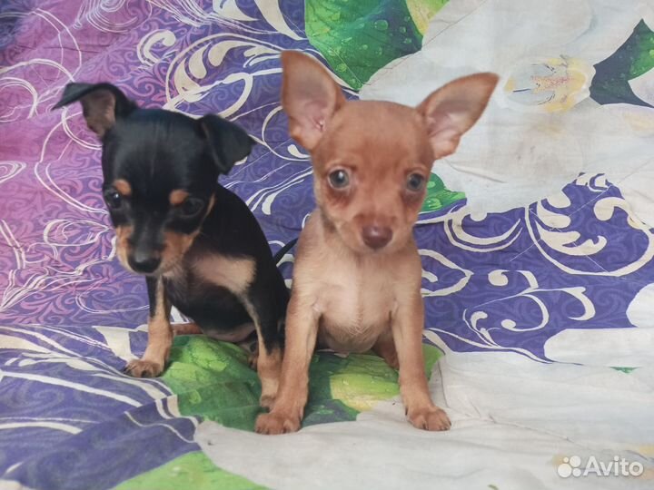 Той-терьер щенки