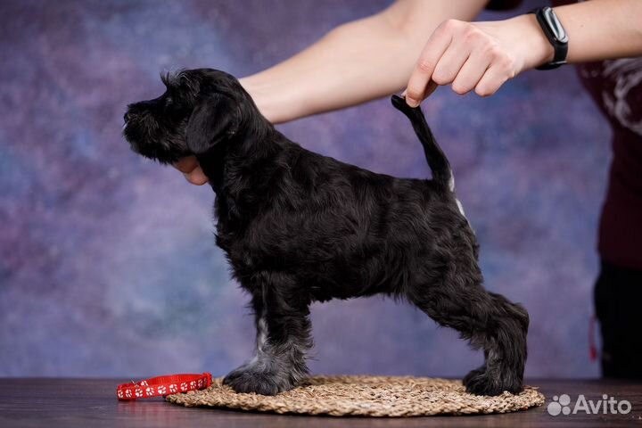 Цвергшнауцер