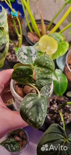 Сциндапсус пиктус