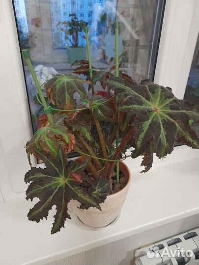 Бегония клеопатра