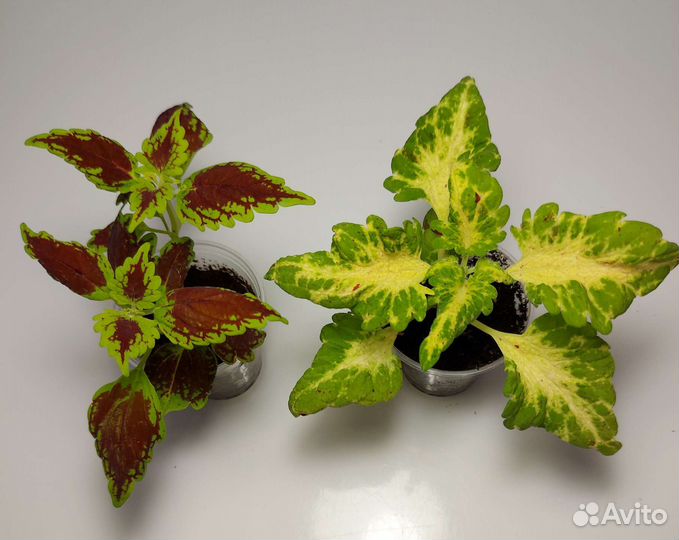 Колеусы вегетативные