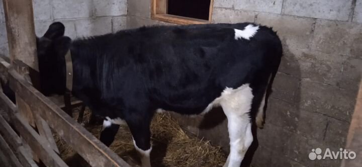 Телка 5месяцев,домашняя