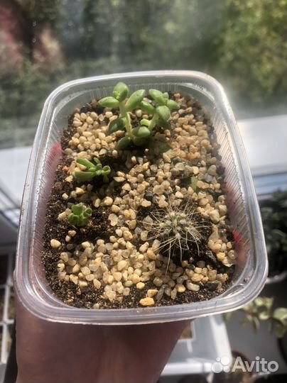 Кактусы и суккуленты