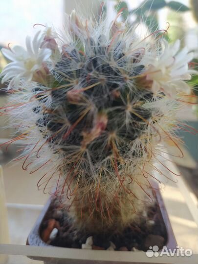 Кактус маммилярия цветущий
